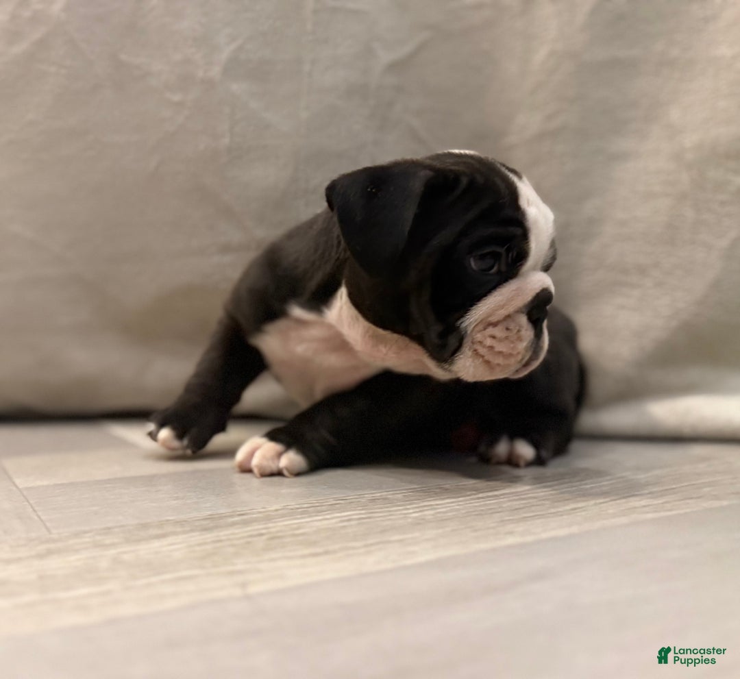 English Bulldog dogs for sale: Cindy Lou  - Ad 2