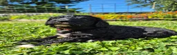 Mini Sheepadoodle dogs for sale: Ripley  - Ad 13