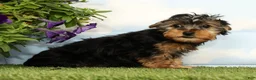 Yorkshire Terrier dogs for sale: Kylan - Ad 4