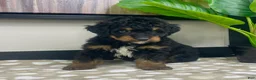 Mini Bernedoodle dogs for sale: Basil - Ad 2