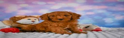 Mini Goldendoodle dogs for sale: Ivy - Ad 4