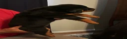 Rottweiler dogs for sale: Rottweiler 3 - Ad 2