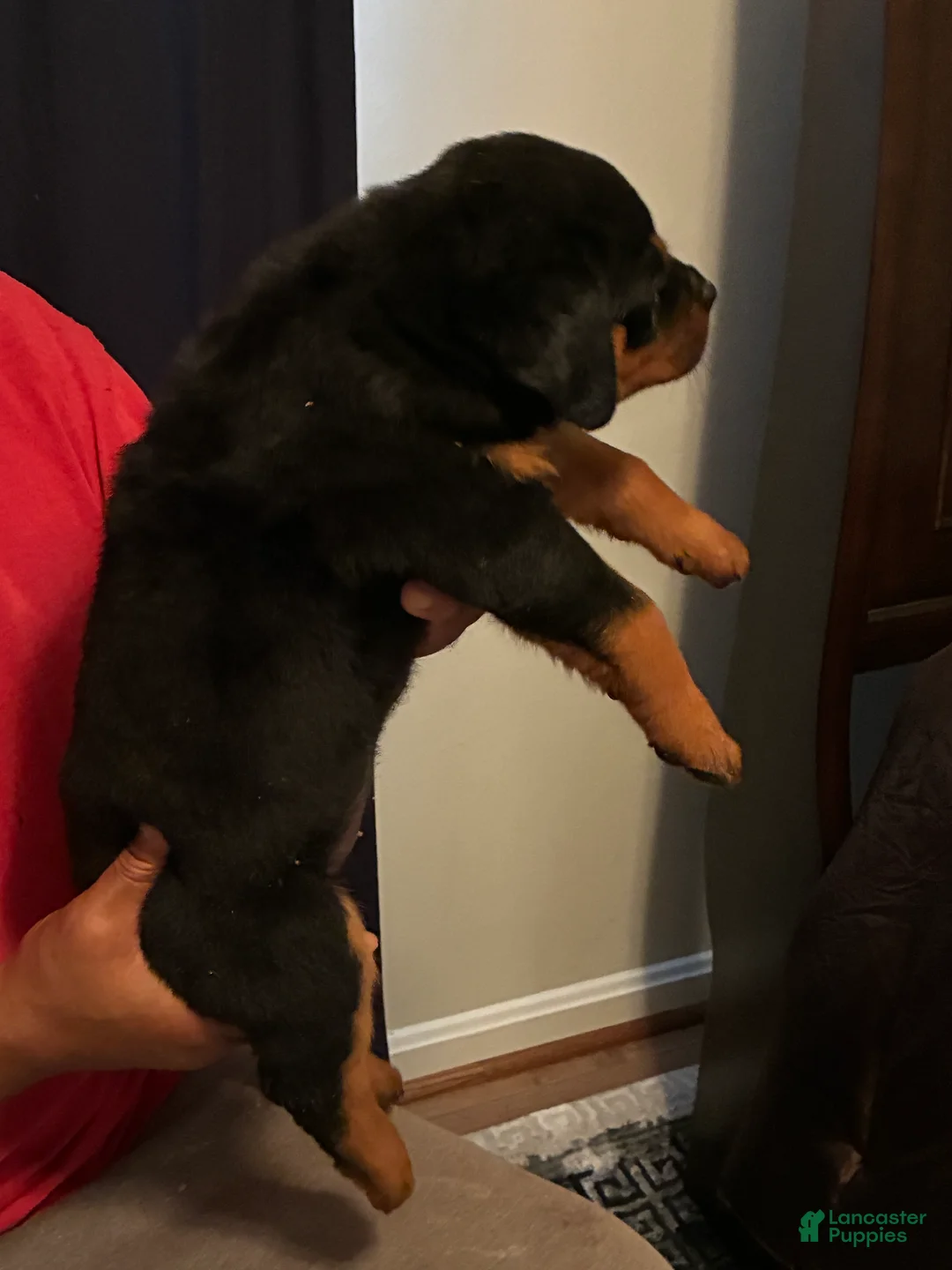 Rottweiler dogs for sale: Rottweiler 3 - Ad 2