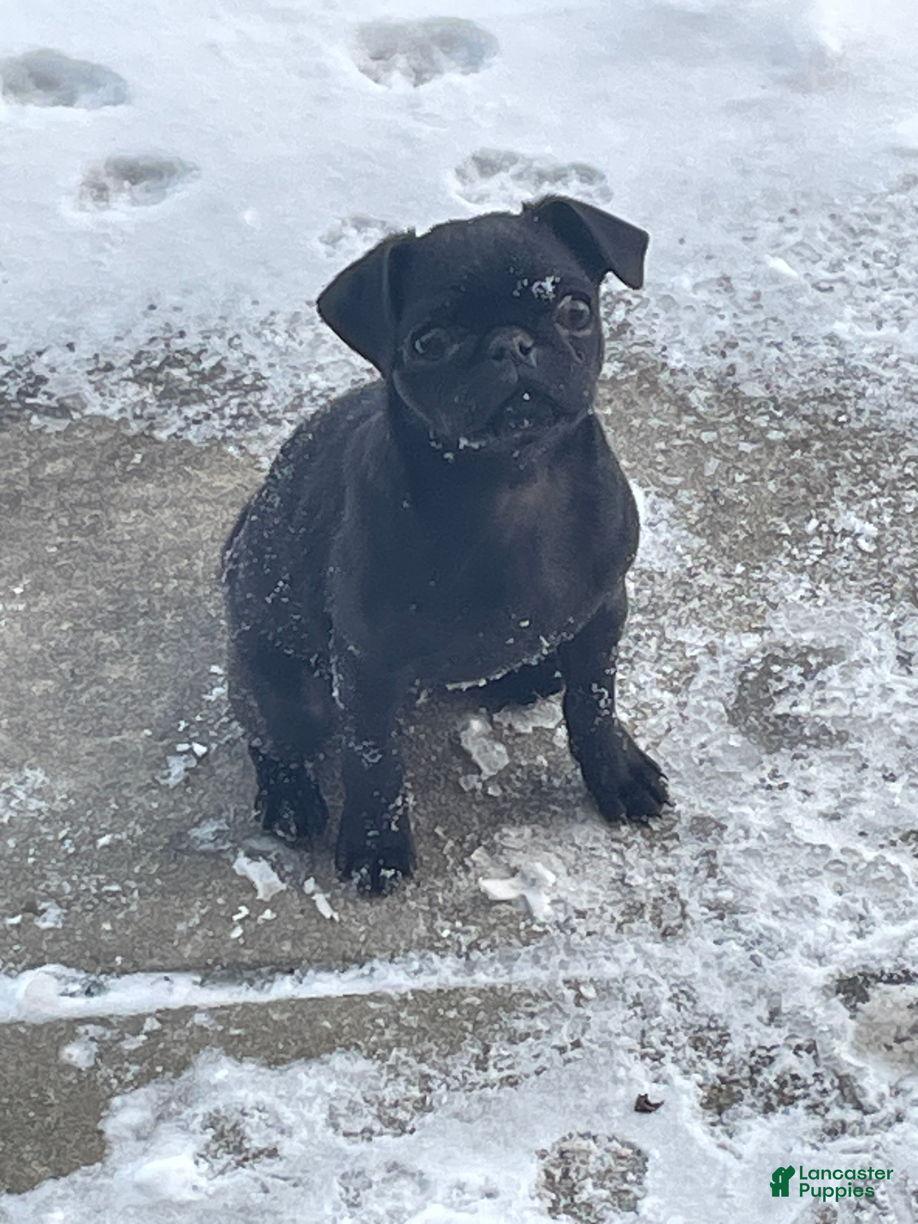 Pug dogs Pebbles  - Ad 17