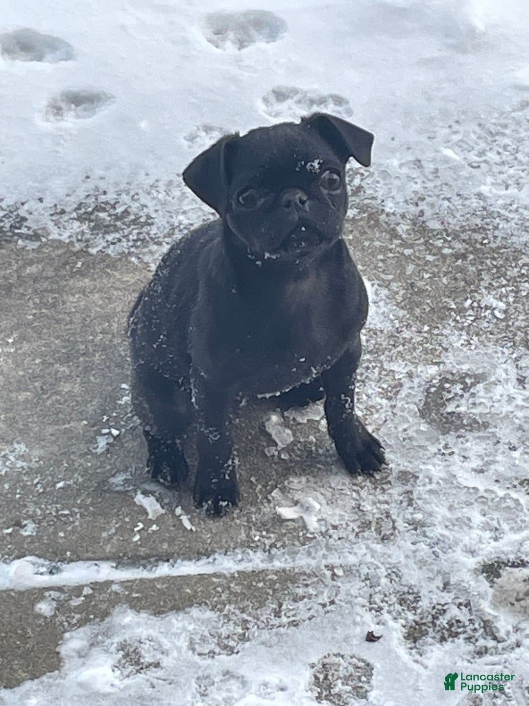 Pug dogs for sale: Pebbles  - Ad 3