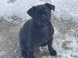 Pug dogs Pebbles - Ad 35