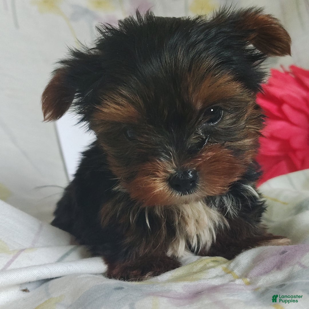 Yorkshire Terrier dogs for sale: Kisses - Ad 4