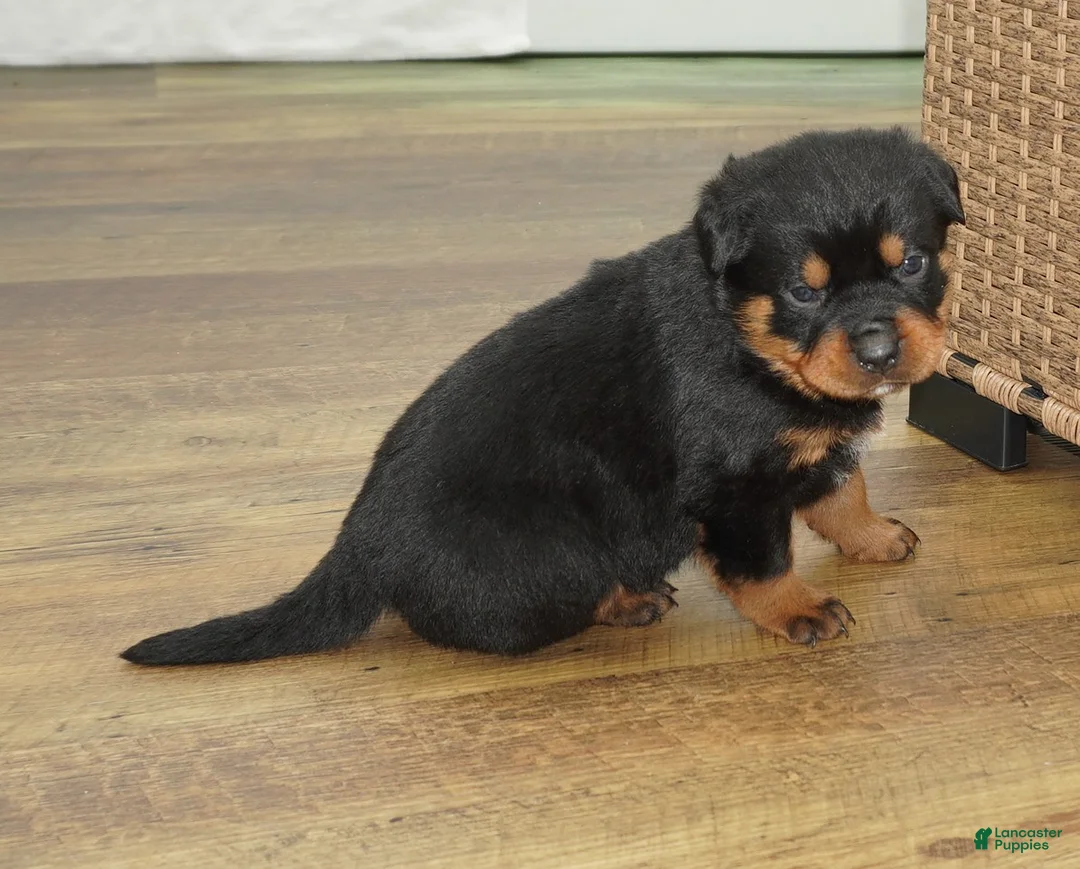 Rottweiler dogs for sale: Brutus - Ad 2