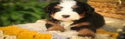 Mini Bernedoodle dogs for sale: Mooney Mini Bernedoodle  - Ad 3