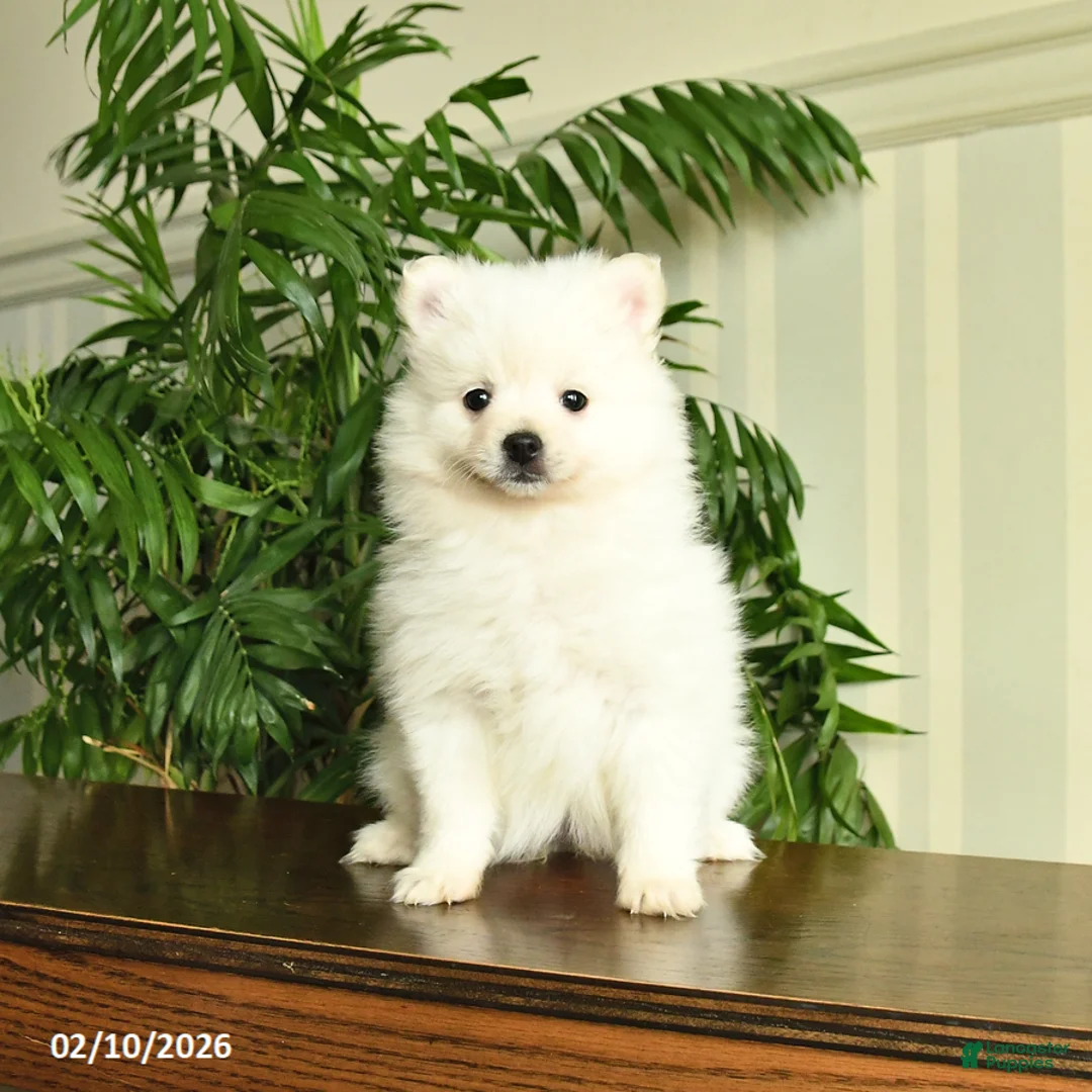 Pomeranian dogs for sale: Lilly - Ad 2