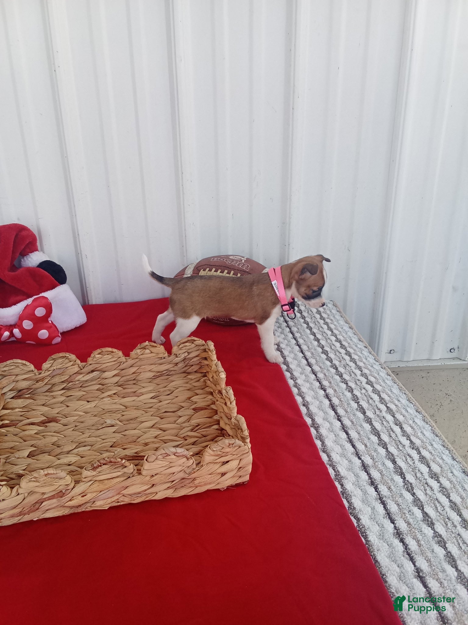 Chihuahua (Chihuahua, Female) in Berne, IN