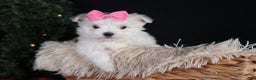 Maltese dogs for sale: ABBEY - Ad 21