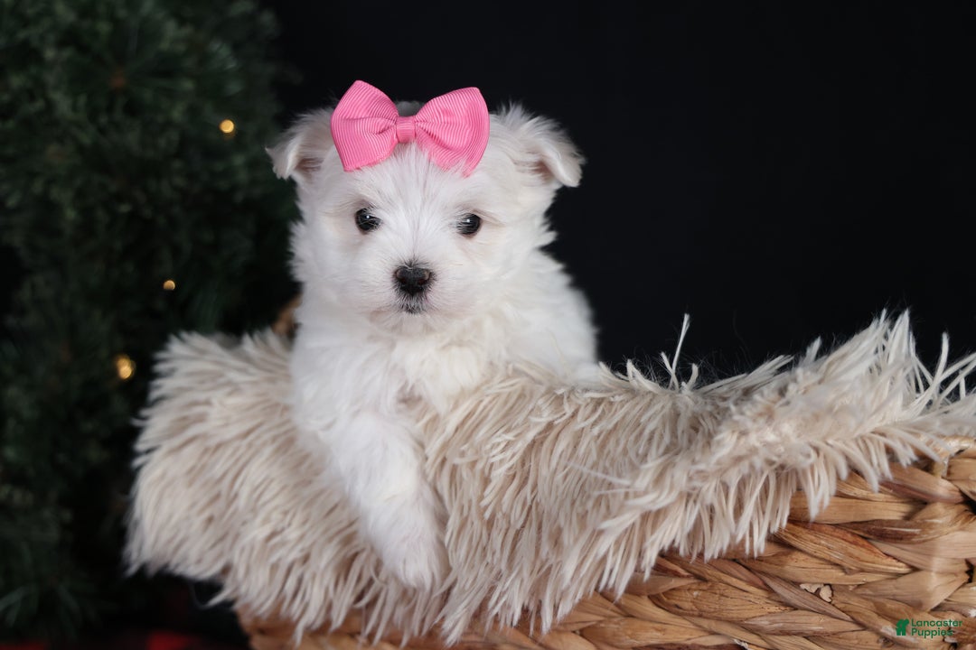Maltese dogs for sale: ABBEY - Ad 21
