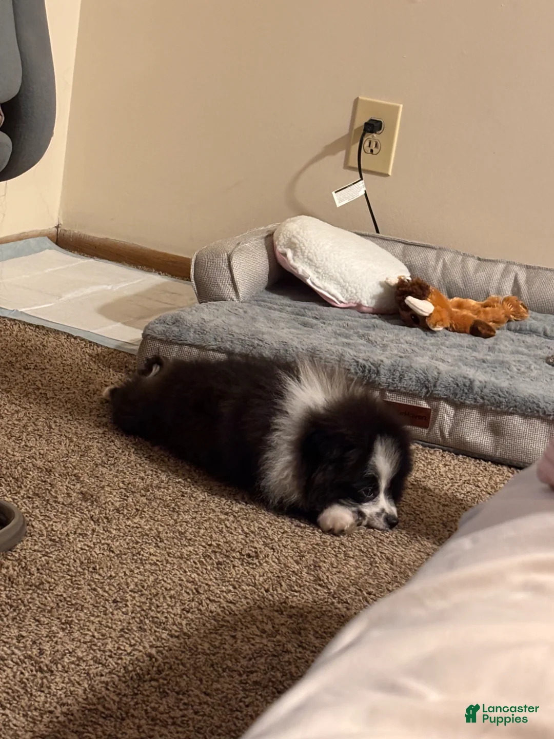 Pomeranian dogs for sale: Pomeranian Puppy 1 - Ad 3