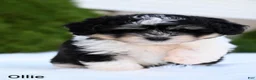 Miniature Australian Shepherd dogs for sale: Ollie - Ad 2