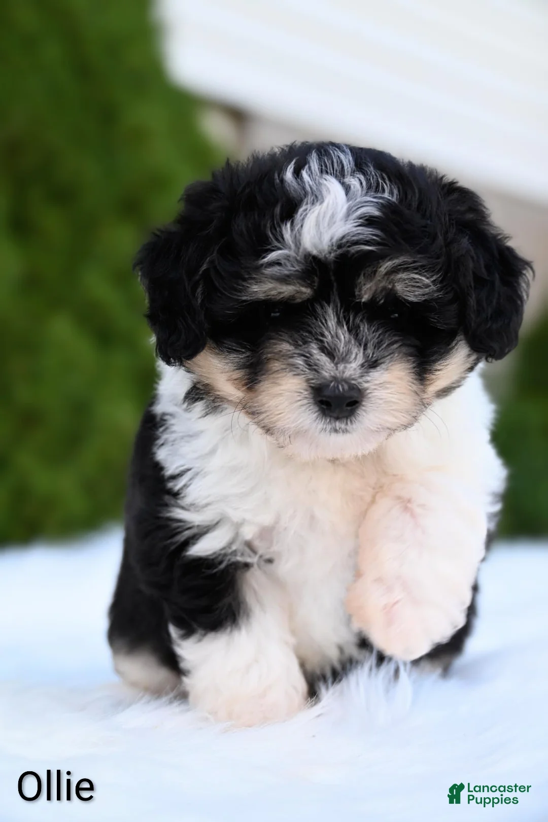 Miniature Australian Shepherd dogs for sale: Ollie - Ad 2