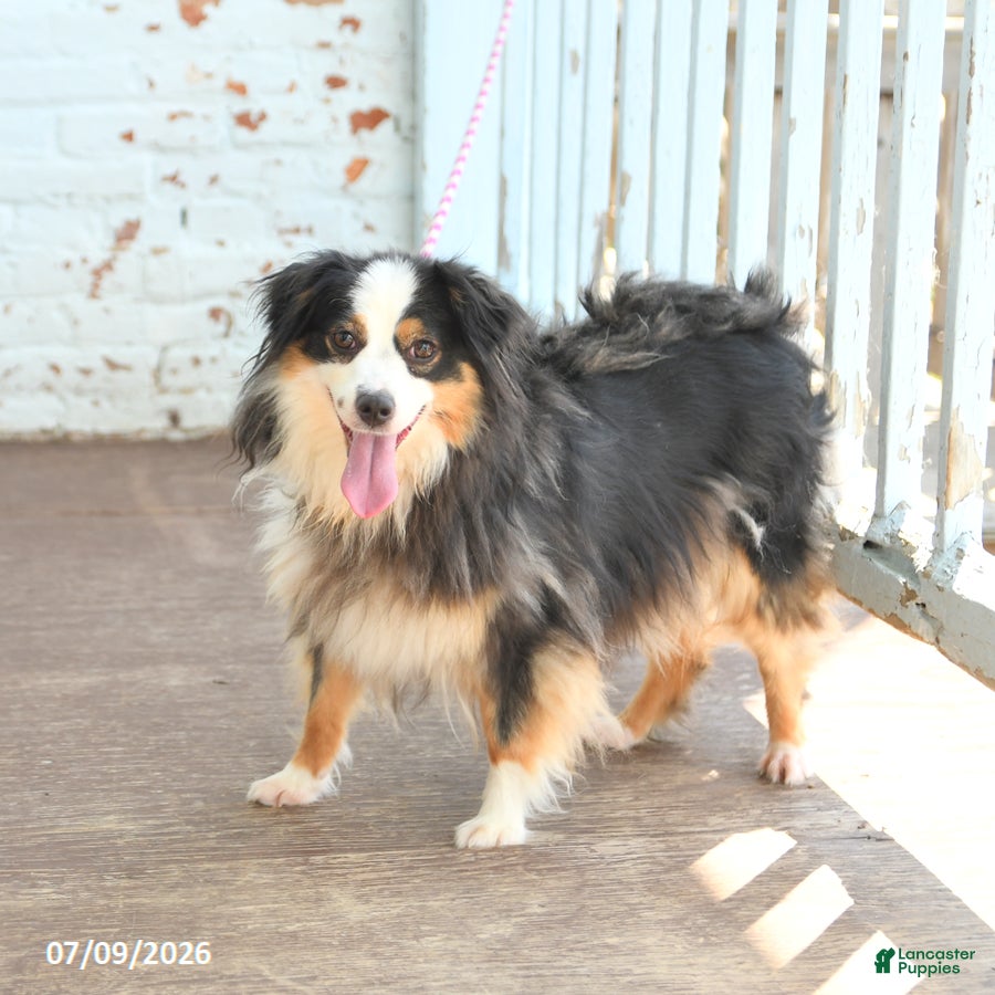 Miniature Australian Shepherd dogs Zoe - Ad 2