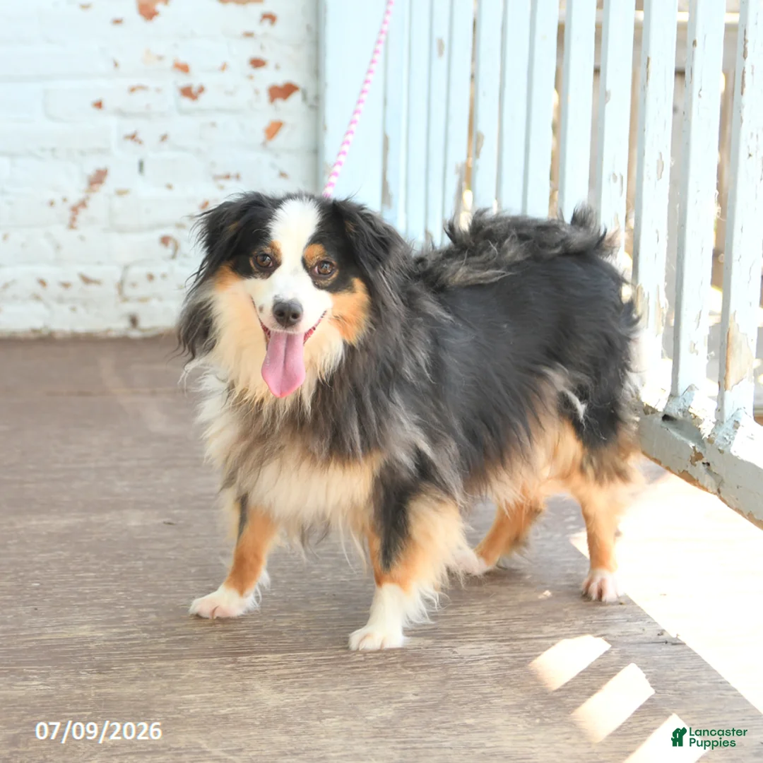 Miniature Australian Shepherd dogs for sale: Zoe - Ad 2