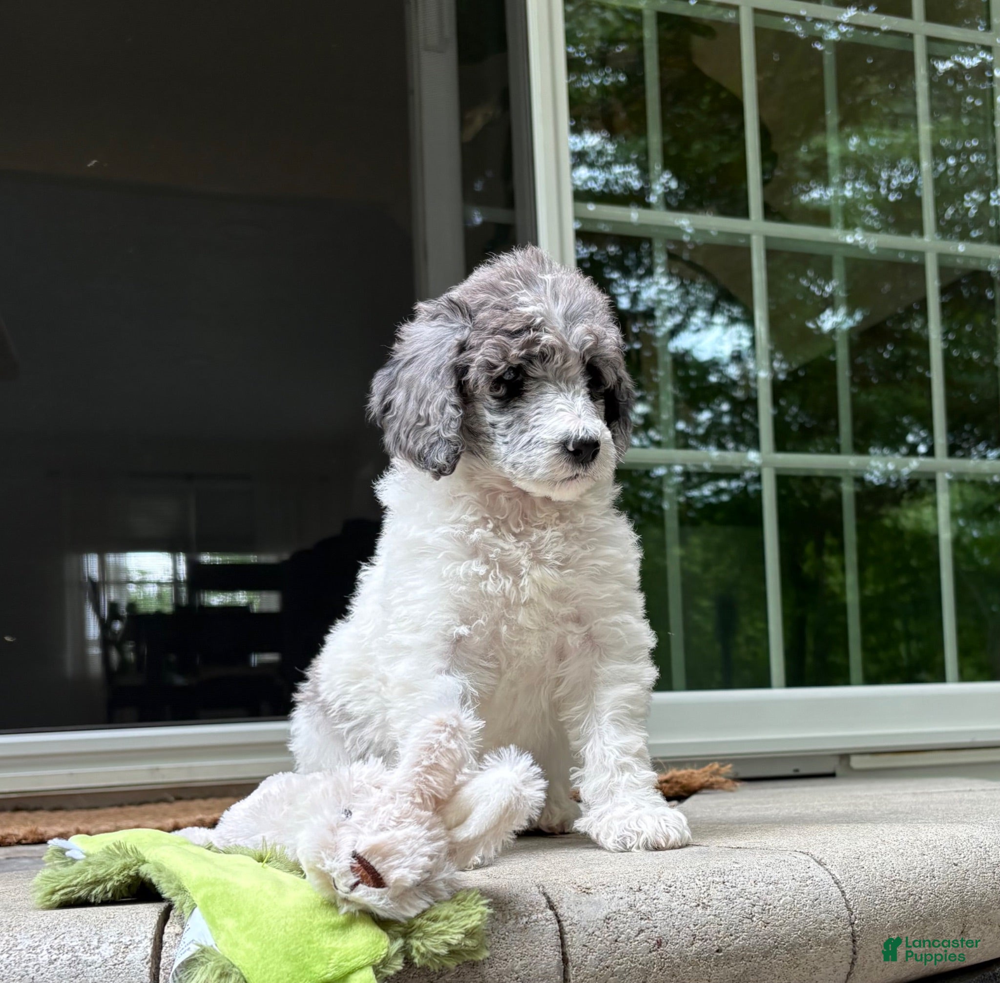 Standard Poodle dogs Fern AKC Standard Poodle - Ad 2