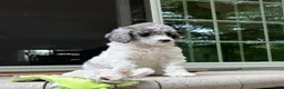 Standard Poodle dogs for sale: Fern AKC Standard Poodle - Ad 10