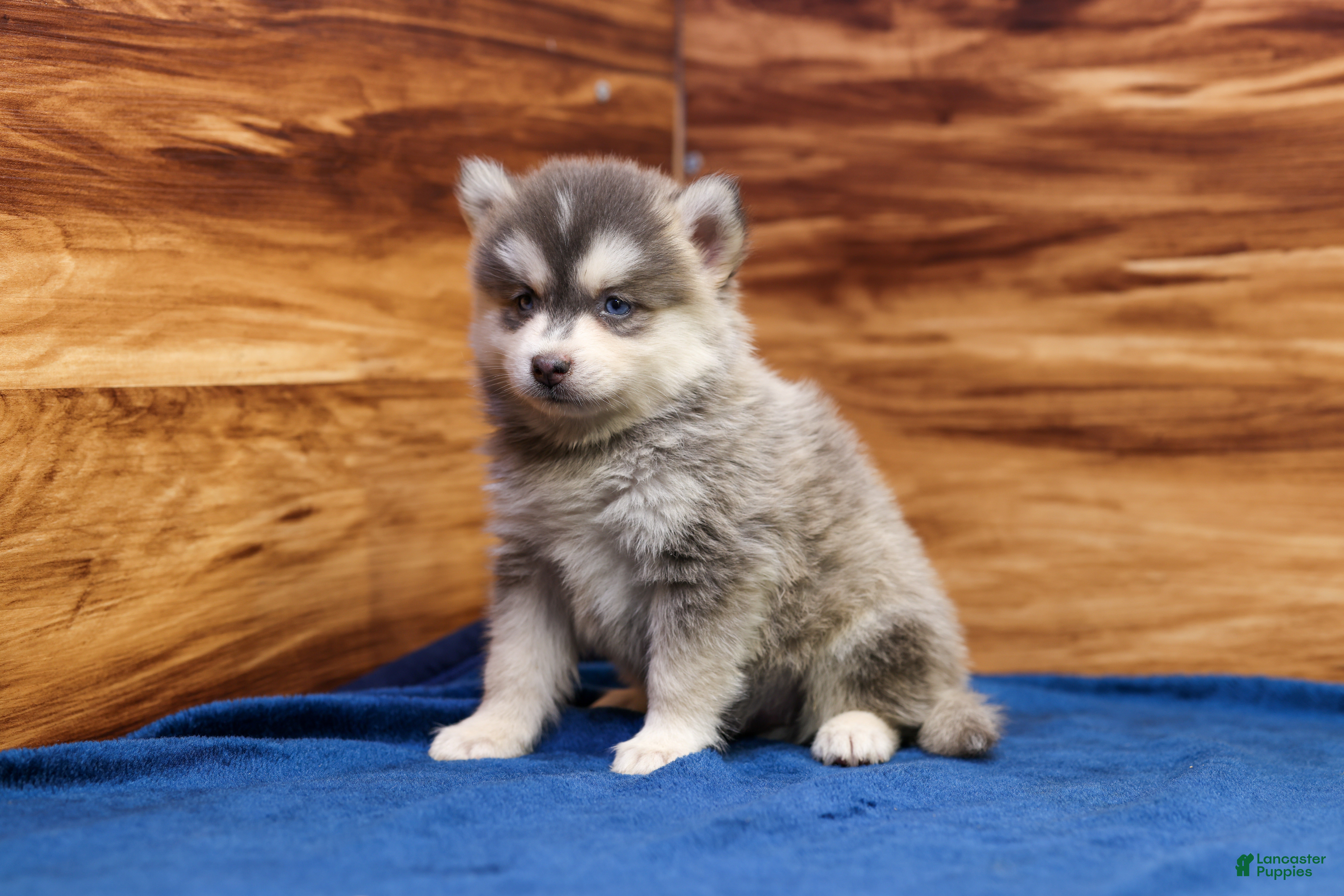 Pomsky dogs Frosty - Ad 2