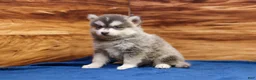 Pomsky dogs for sale: Frosty - Ad 2