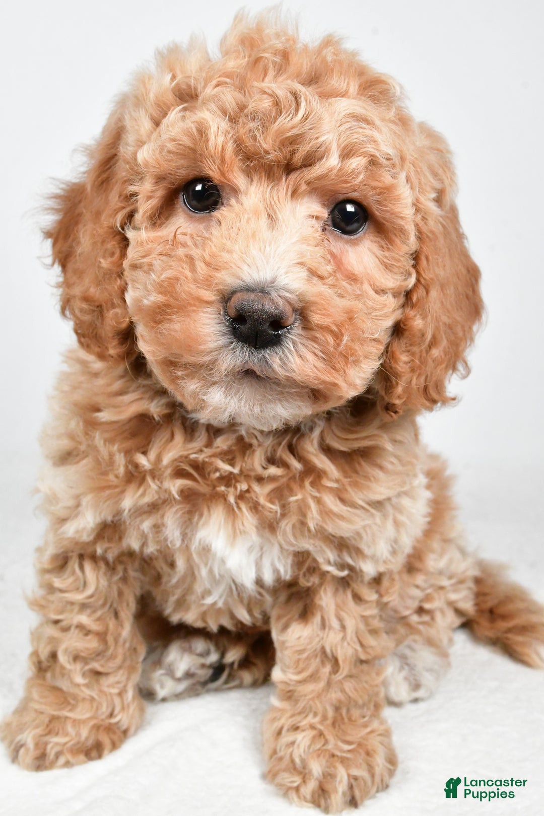Bichpoo dogs for sale: Teddy - Ad 2