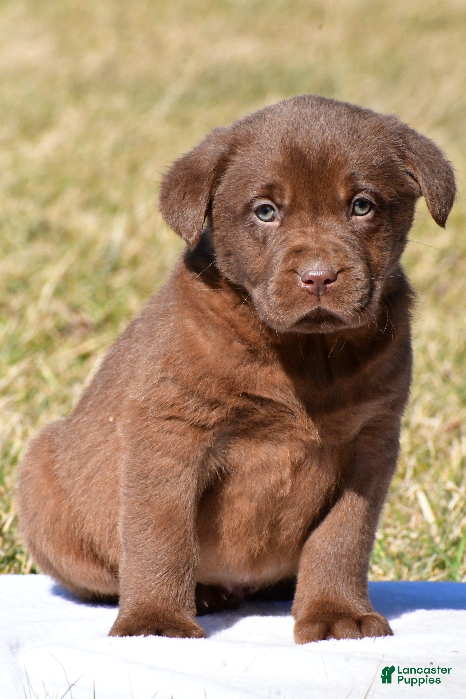 Labrador Retriever dogs Judson - Ad 1