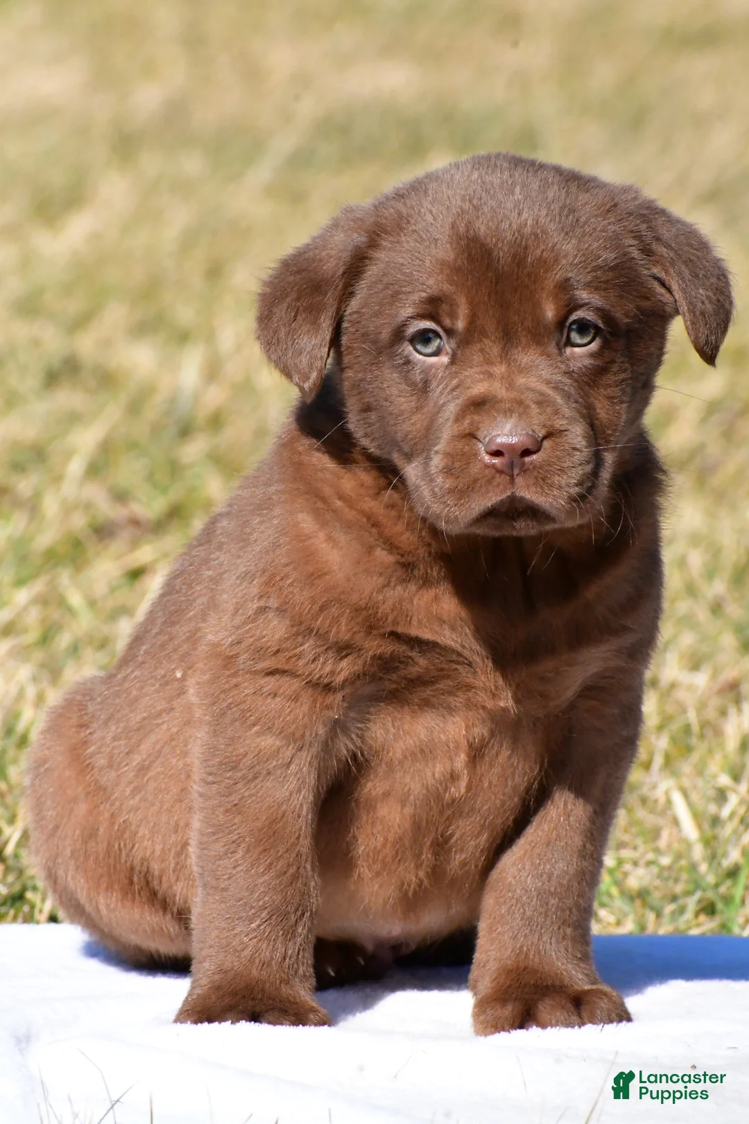 Labrador Retriever dogs for sale: Judson - Ad 1