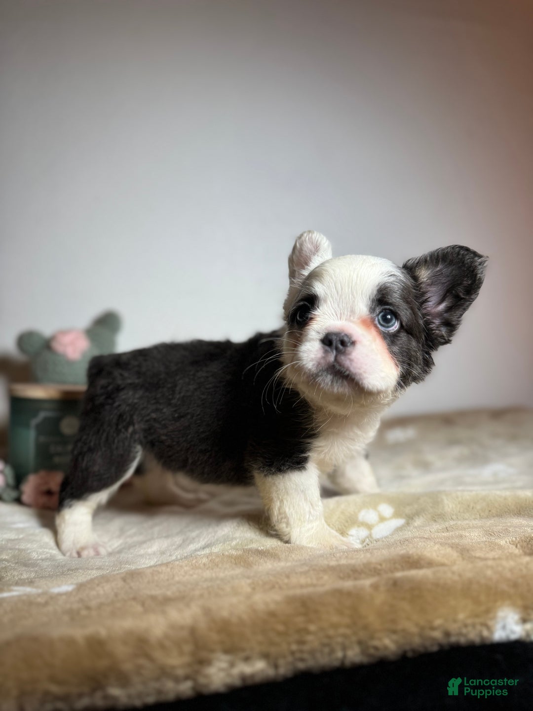 French Bulldog dogs for sale: Mcgregor  - Ad 8
