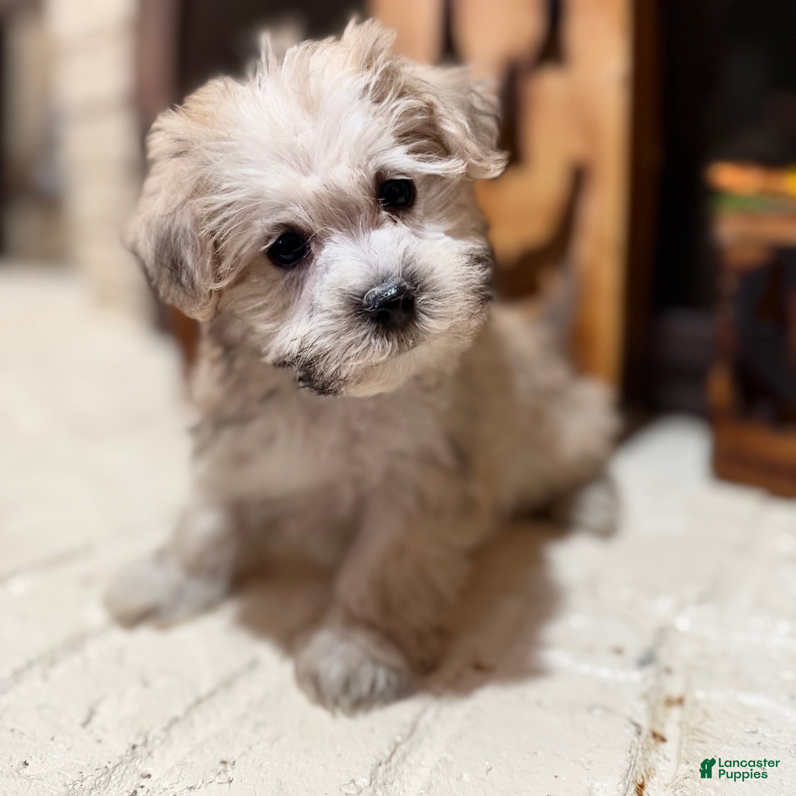 Morkie dogs Dexter - Ad 14