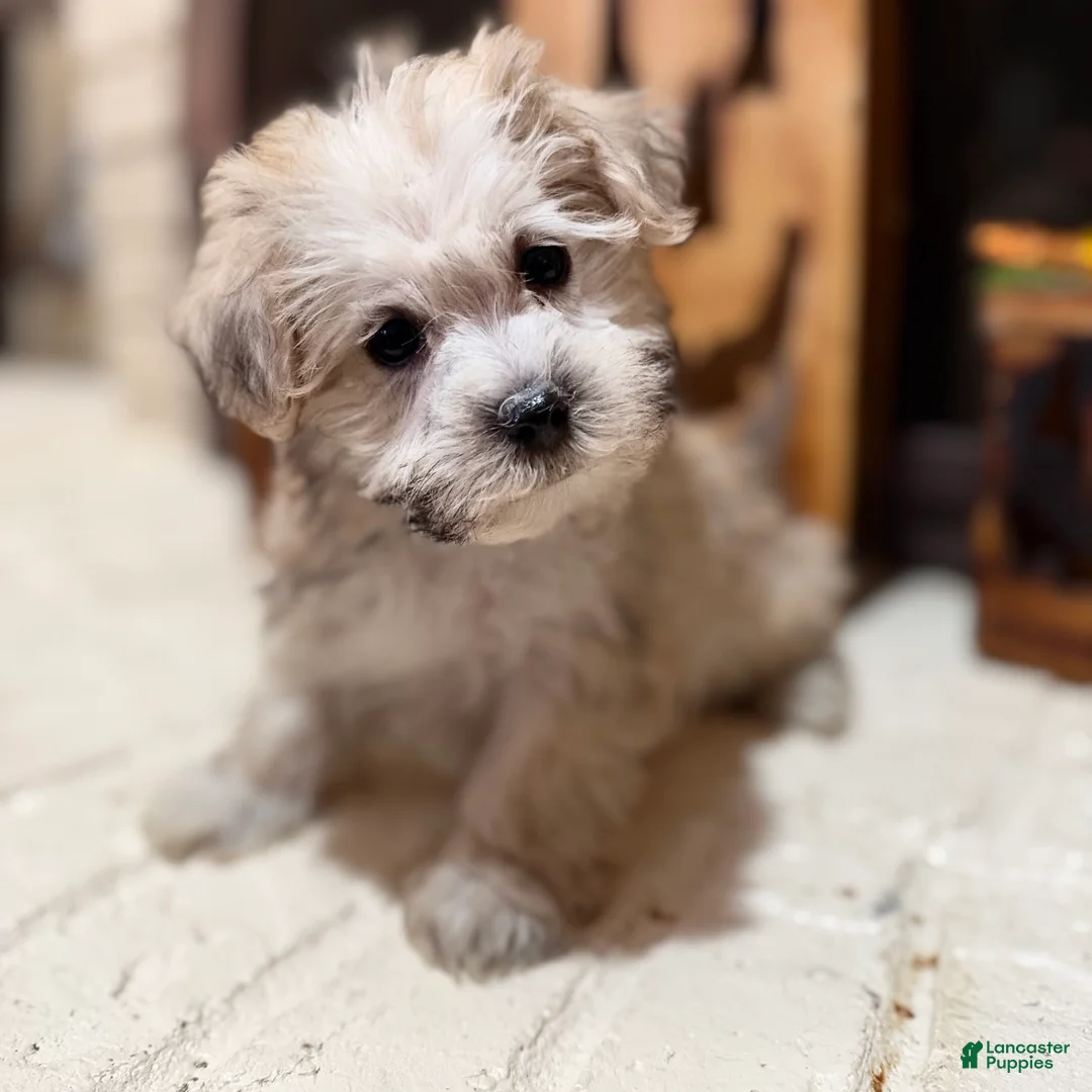 Morkie dogs for sale: Dexter - Ad 1