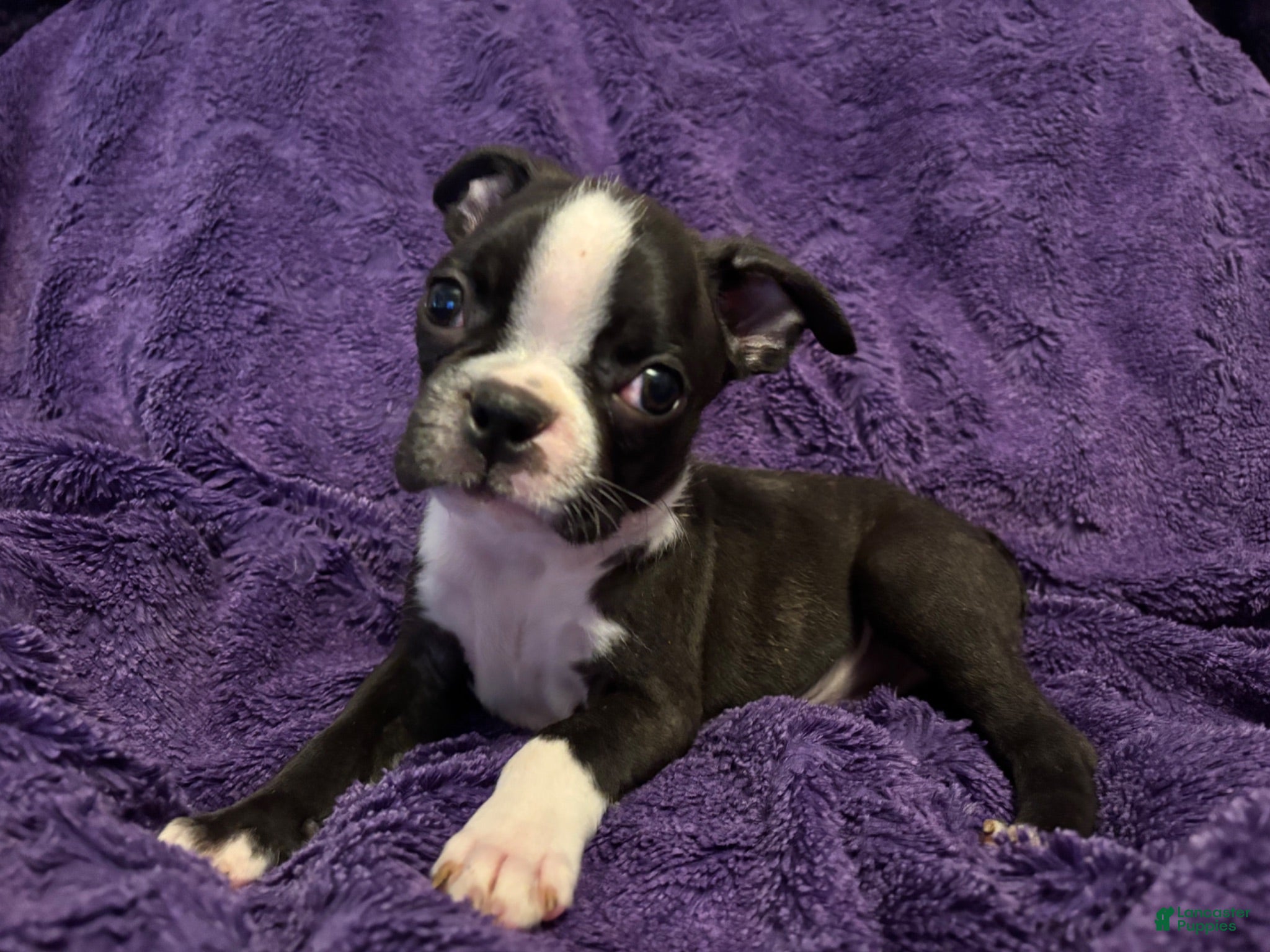 Boston Terrier dogs Roosevelt - Ad 2