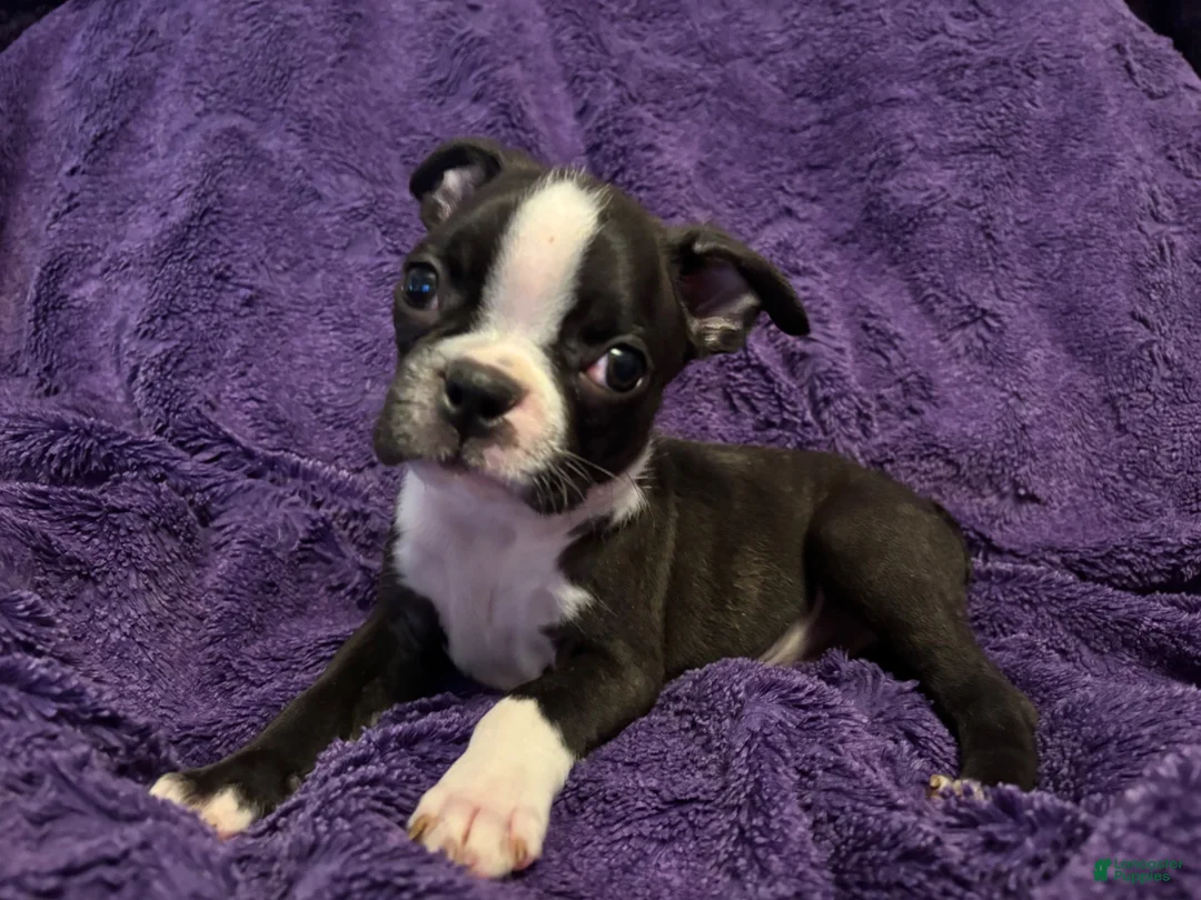 Boston Terrier dogs for sale: Roosevelt - Ad 2