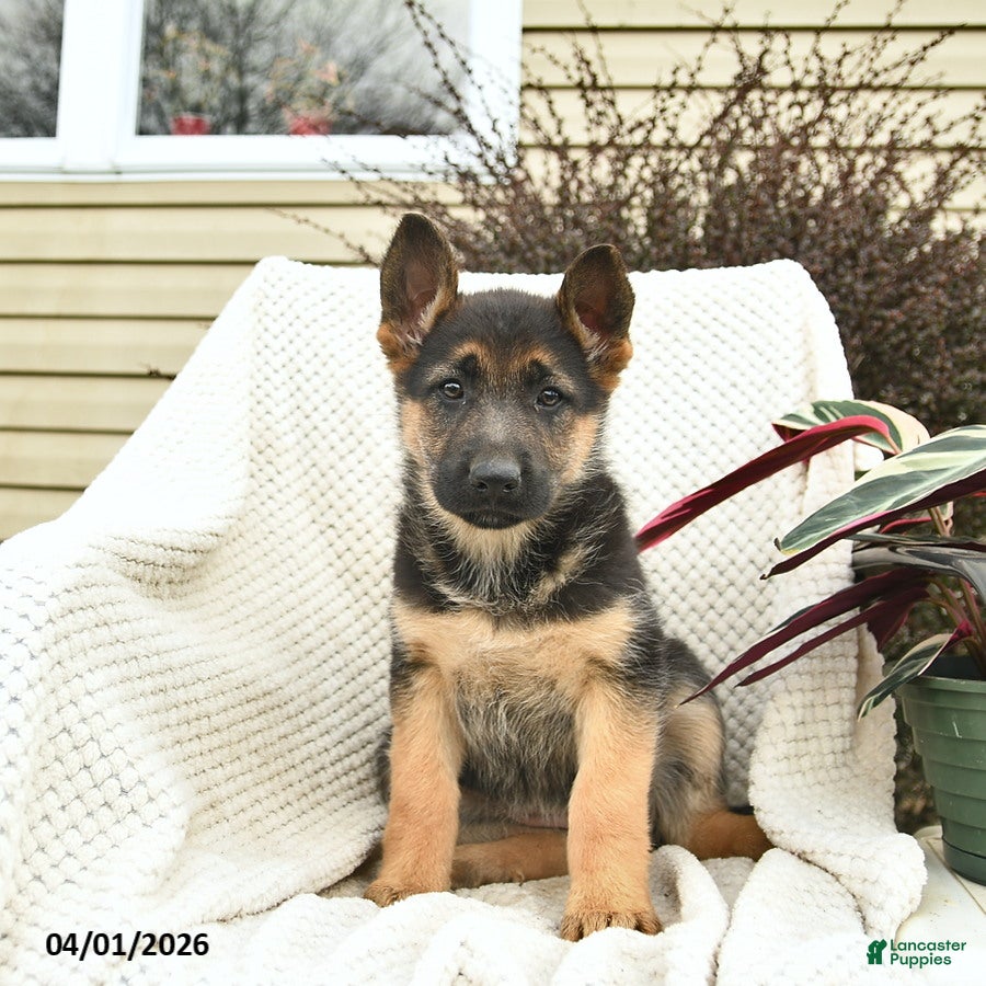 German Shepherd dogs Happy - Ad 1