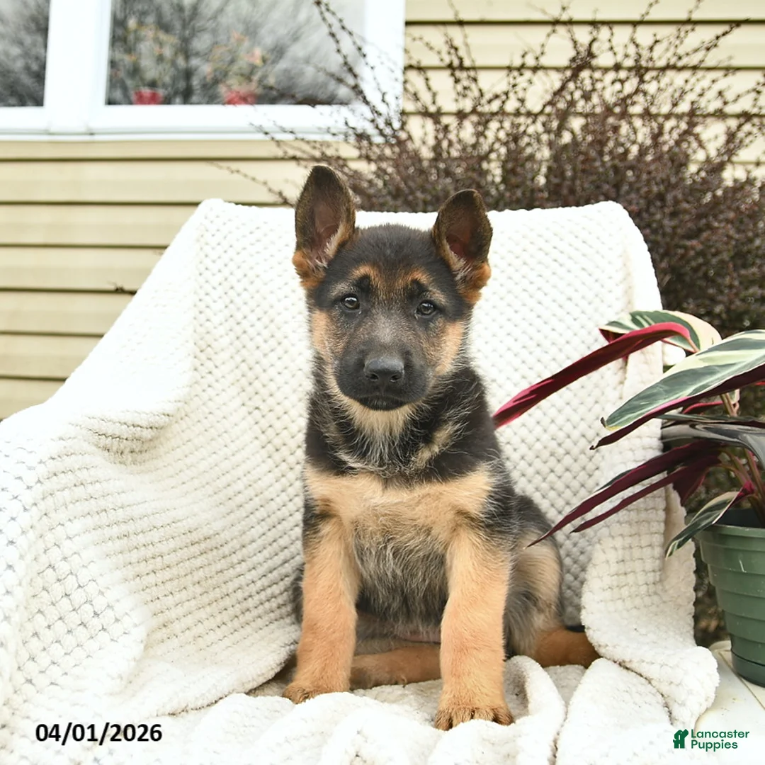 German Shepherd dogs for sale: Happy - Ad 1