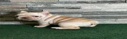 French Bulldog dogs for sale: Mercedes - Ad 6