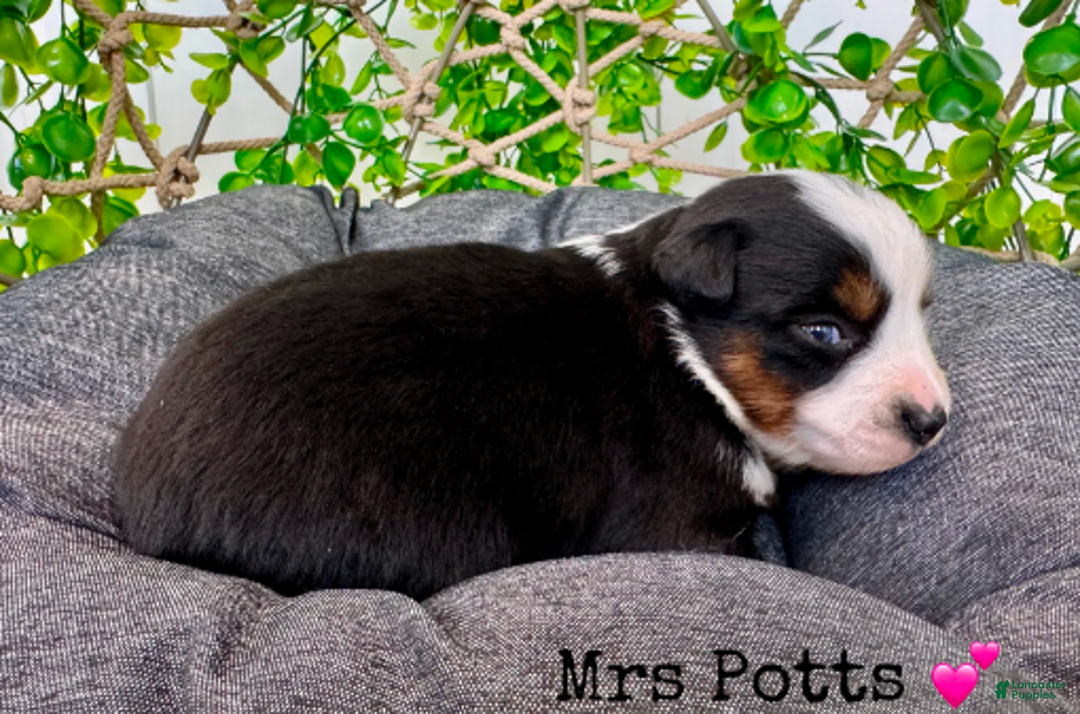Miniature Australian Shepherd dogs for sale: Mrs Potts - Ad 7