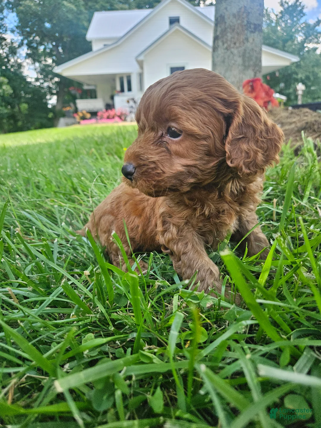 Cavapoo dogs for sale: Jet - Ad 2