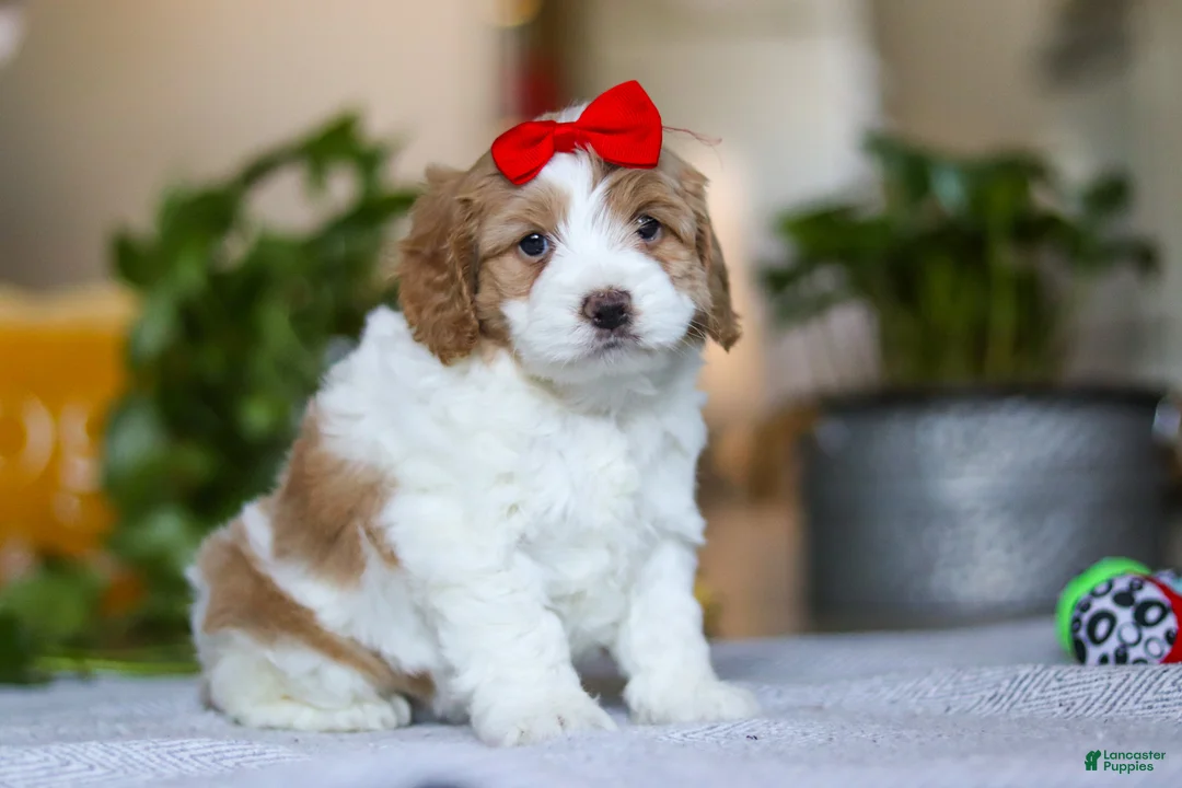 Cockapoo dogs for sale: Lila - Ad 2