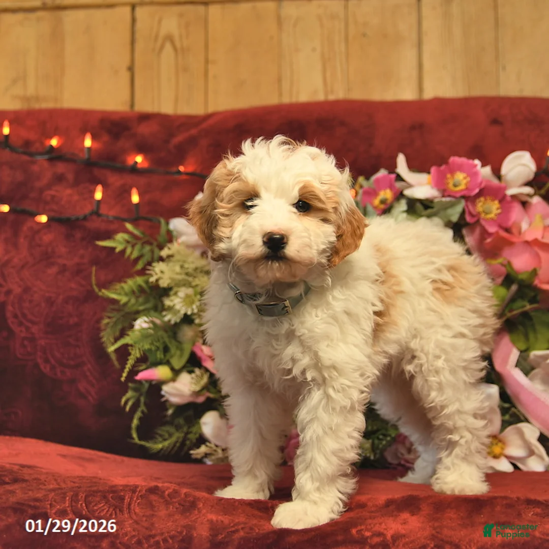 Mini Goldendoodle dogs for sale: Dandy Doser  - Ad 3