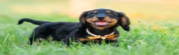 Miniature Dachshund dogs for sale: Domino - Ad 3