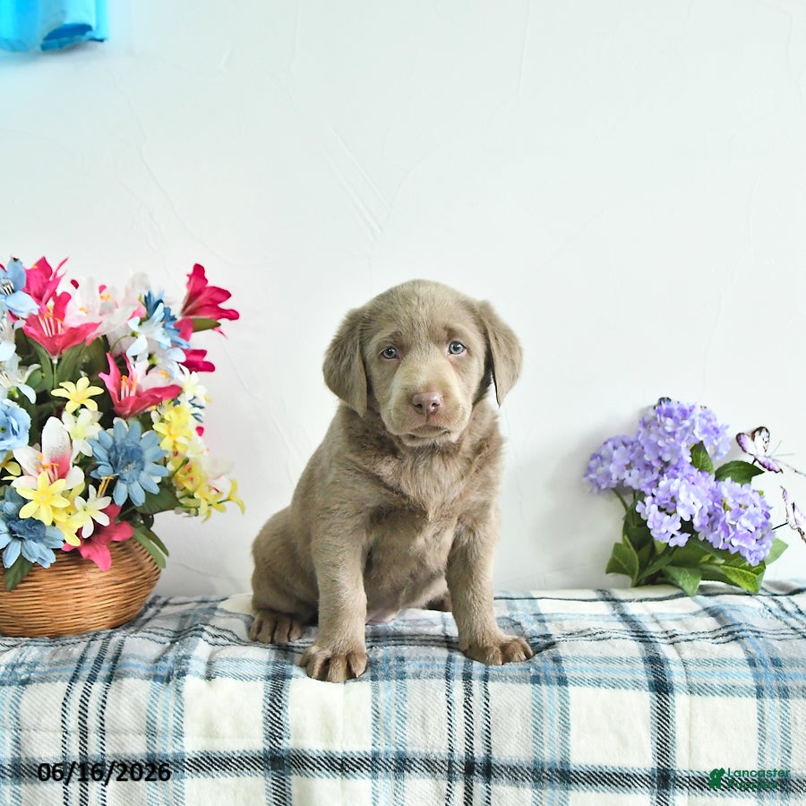 Labrador Retriever dogs River - Ad 2