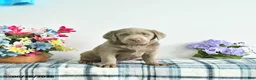 Labrador Retriever dogs for sale: River - Ad 2