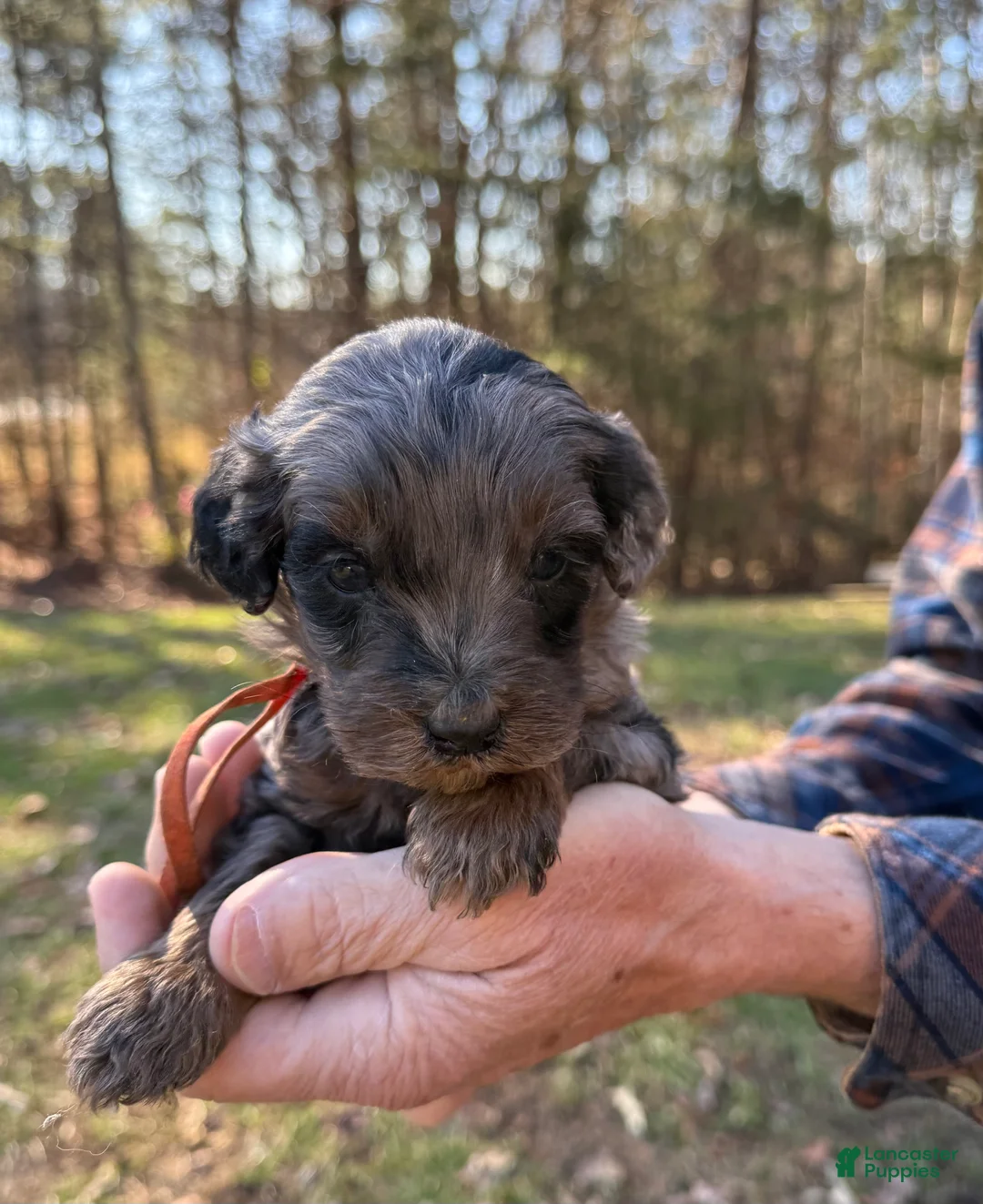 Goldendoodle dogs for sale: Goldendoodle Puppy 4 - Ad 3