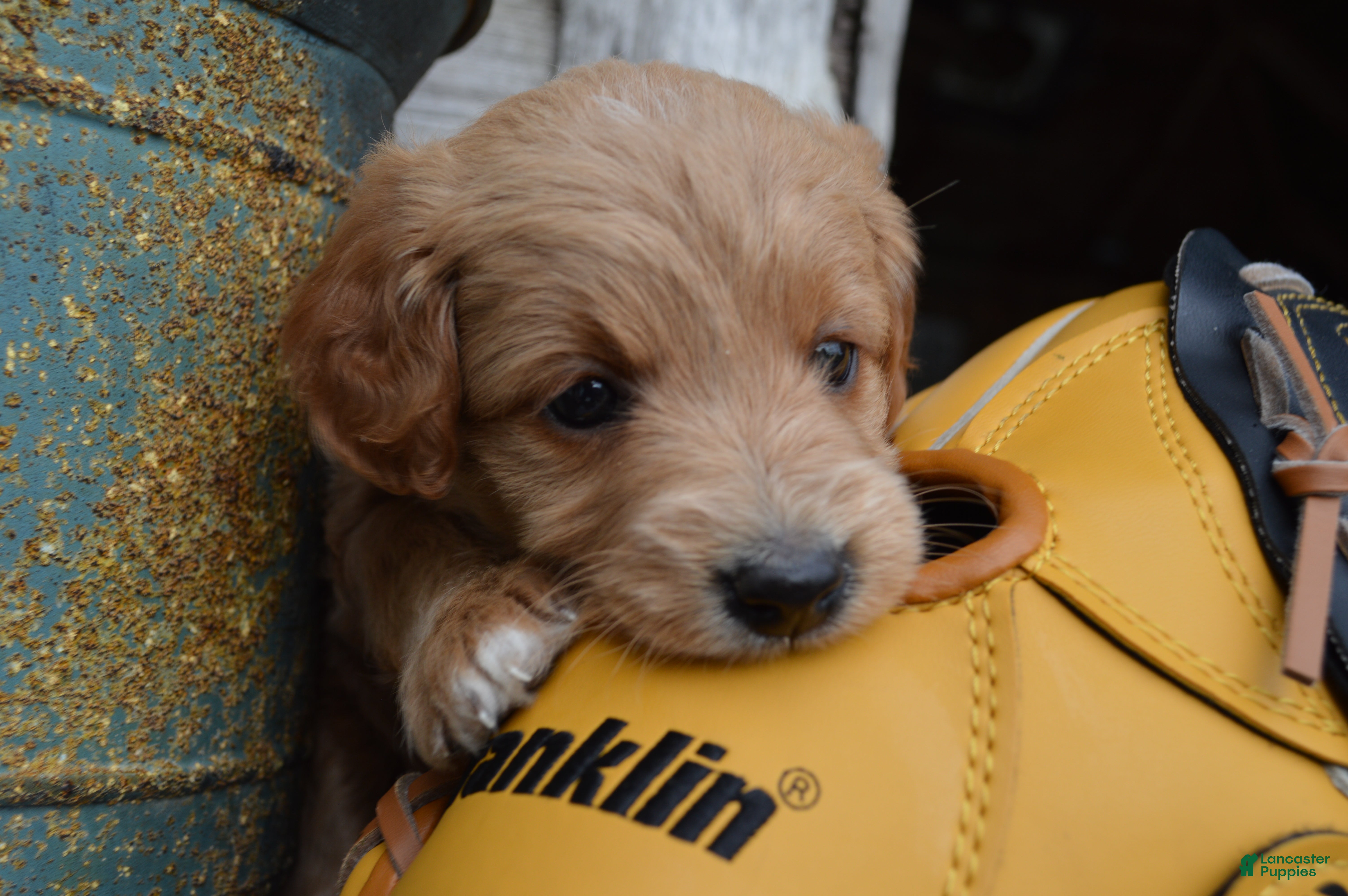 Mini Goldendoodle dogs Midge - Ad 1
