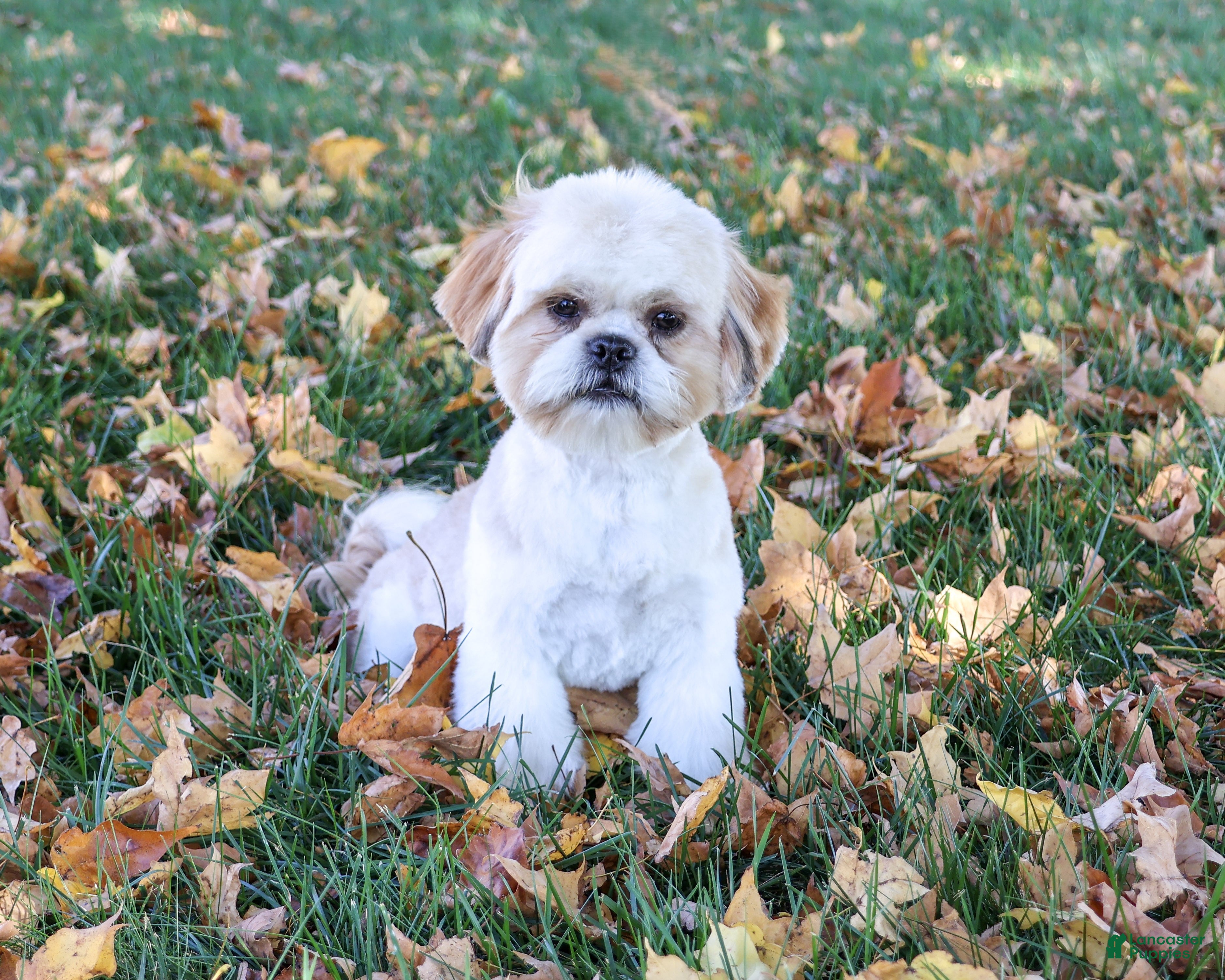 Shih Tzu dogs for sale: Fox - Ad 1