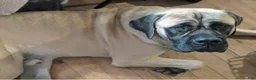 English Mastiff dogs for sale: English Mastiff 1 - Ad 3