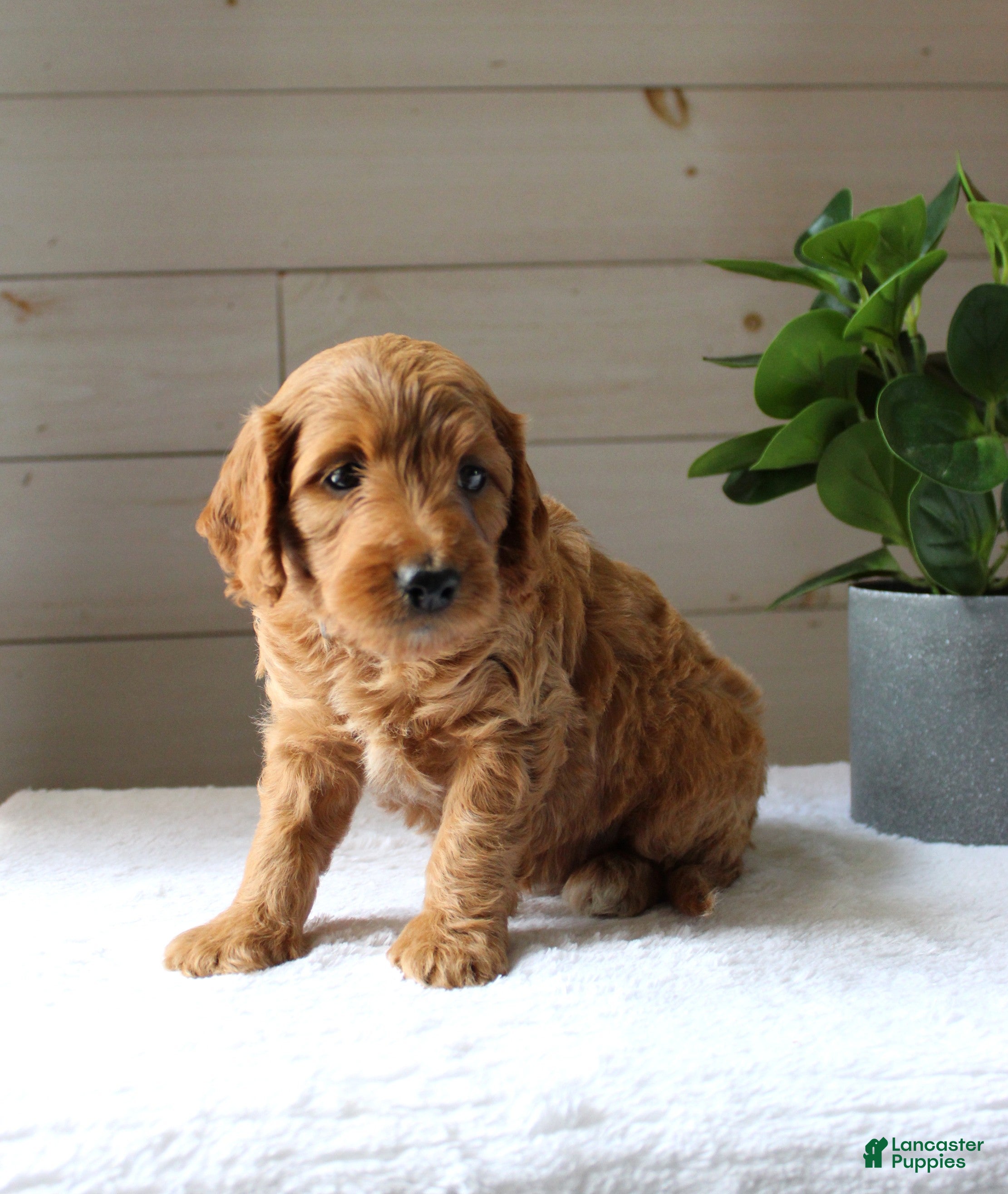 Mini Goldendoodle dogs Ginger - Ad 2