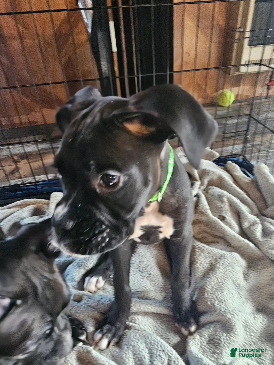 Boxer dogs for sale: Baby Boom - Ad 2